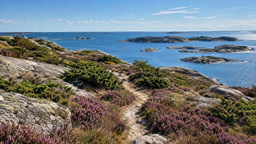 En smal stig genom lila ljung och enbär över bar granit ovanför havet
