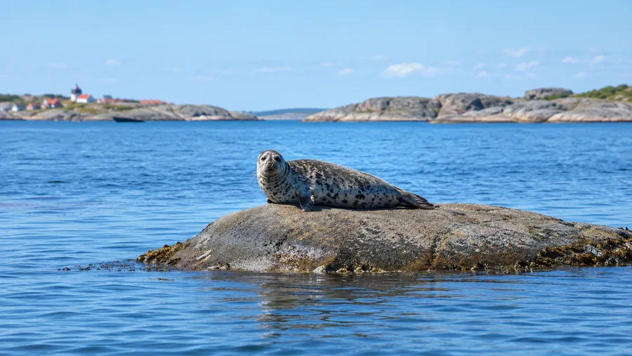 En grå säl som vilar på en låg granitskär i lugnt blått vatten